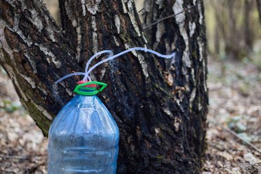 Büyük bir şişede huş ağacı özü üretimi