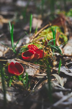Sarkoscypha austriaca veya Sarcoscypha coccinea