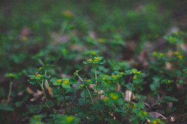 Chrysosplenium Alternifolium vahşi doğada çiçek açar.