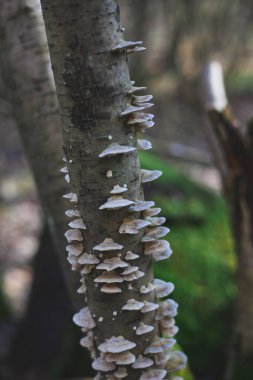 Trametes versicolor on a young tree clipart