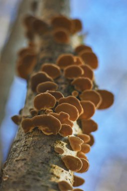 Genç bir ağaçtaki Trametes versicolor
