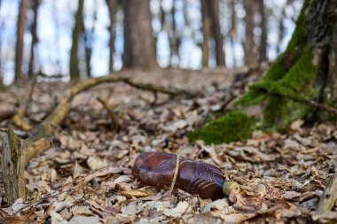 Ormandaki kuru yaprakların üzerinde boş bir plastik şişe var. Ekolojik sorun plastik atıkların olduğu bir orman..