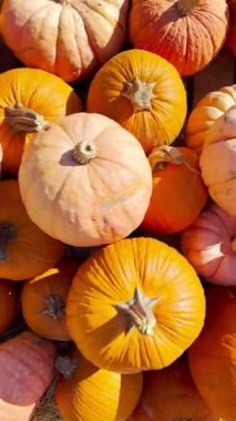 Pumpkin patch. Pumpkins on the seasonal market. . High quality FullHD footage