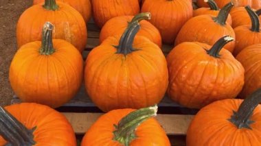 Large orange pumpkin at farmers market at pumpkin patch