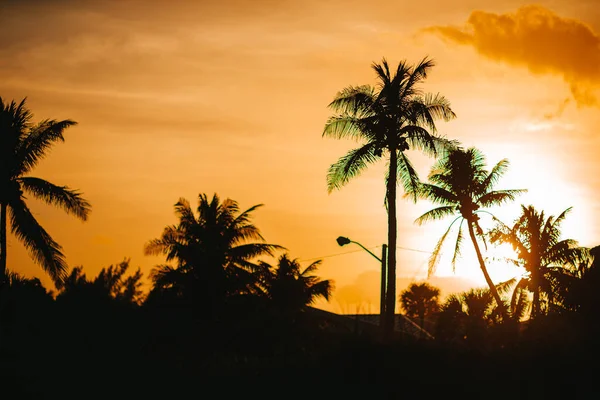 Silhouette of palm trees at sunset of red orange sky. High quality photo