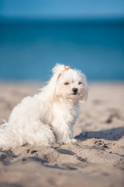 海滩上有趣的恶意中伤的白色小狗 图库照片
