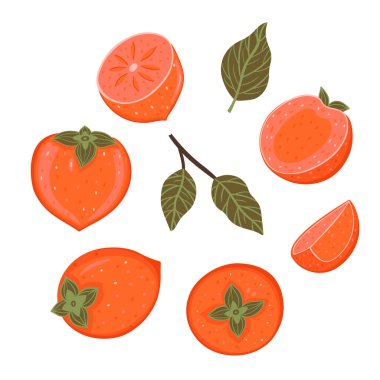 Set of persimmon parts isolated on white background. Vector image.