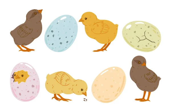 白い形に隔離されたかわいい雛と卵のセット ベクトル画像 — ストックベクタ
