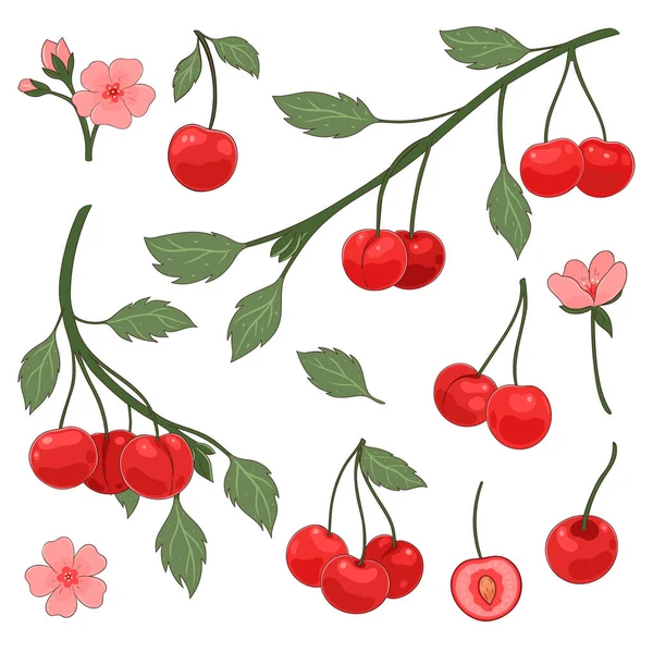 在白色背景上分离的一组樱桃树枝条和浆果 矢量图像 — 图库矢量图片