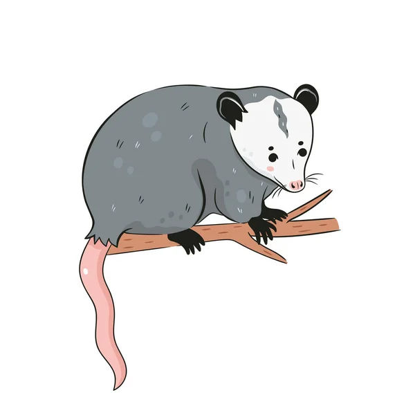 Cute Opossum Izolowane Białym Tle Wizerunek Wektora — Wektor stockowy