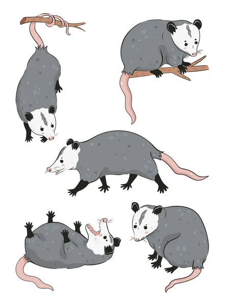 Ensemble Opossums Mignons Isolés Sur Fond Blanc Image Vectorielle — Image vectorielle