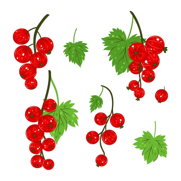 Set Rametti Ribes Rosso Isolati Sfondo Bianco Immagine Vettoriale — Vettoriale Stock