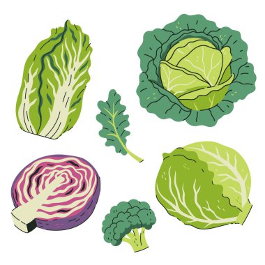 Beyaz arka planda farklı lahana takımları var. Vektör resmi.