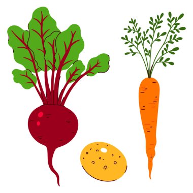 Kök sebze pancar, havuç ve patates beyaz arka planda izole edilir. Vektör resmi.