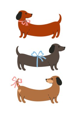 Beyaz arka planda fiyonklu üç dachshundlu poster ya da kart. Vektör resmi