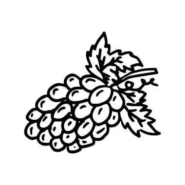 Bir demet üzüm çizimi, beyaz arka planda izole edilmiş vektör çizimi, şarap etiketi. Vektör illüstrasyonu