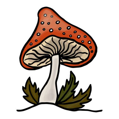 Uçan agarik, yenilemez zehirli orman mantarları çizim vektör çizimi izole edildi. Vektör illüstrasyonu