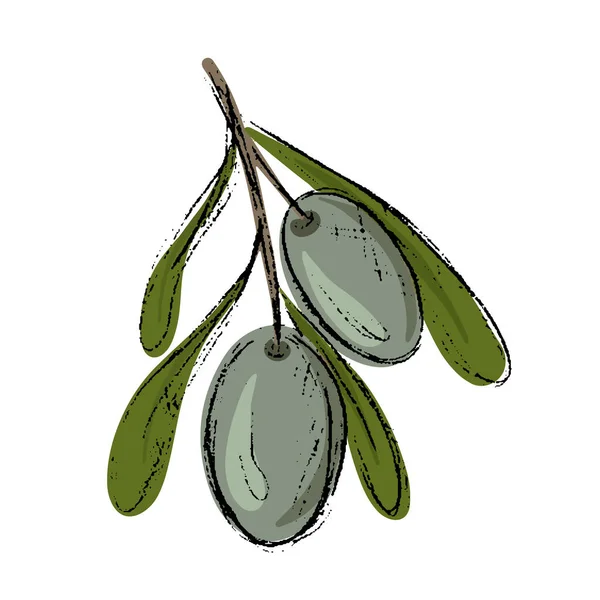Zelená Olivová Větev Listy Plody Izolovanými Bílém Pozadí Vektor Vektorová — Stockový vektor