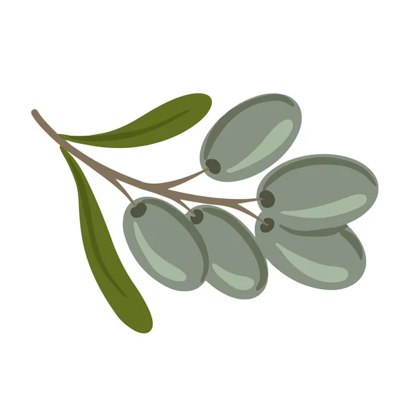 Zelená Olivová Větev Listy Plody Izolovanými Bílém Pozadí Vektor Vektorová — Stockový vektor