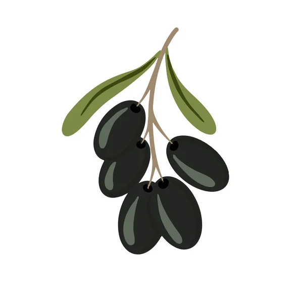 Kreskówkowa Gałąź Czarnych Oliwek Drzewo Oliwne Liśćmi Kuchnia Włoska Smaczne — Wektor stockowy