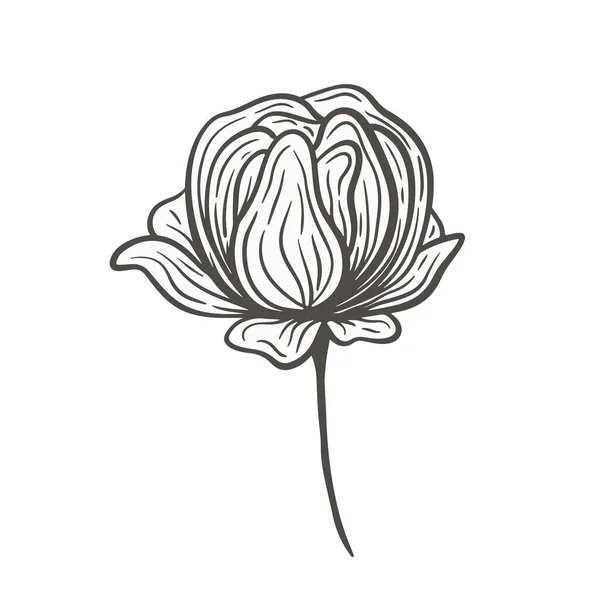Рука Намальована Чорна Голова Півонії Квітка Троянди Квіткова Векторна Ілюстрація — стоковий вектор
