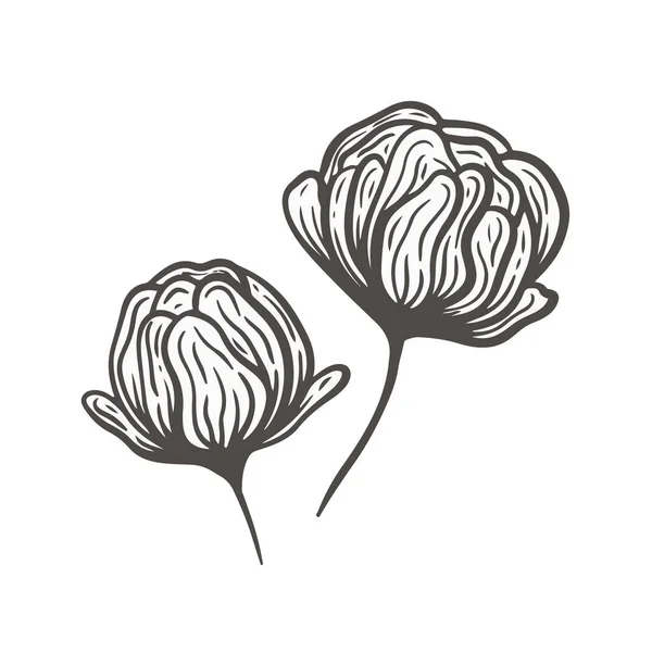 Handgezeichneter Schwarzer Pfingstrosenkopf Rosenblume Florale Vektorillustration Line Art Element Für — Stockvektor