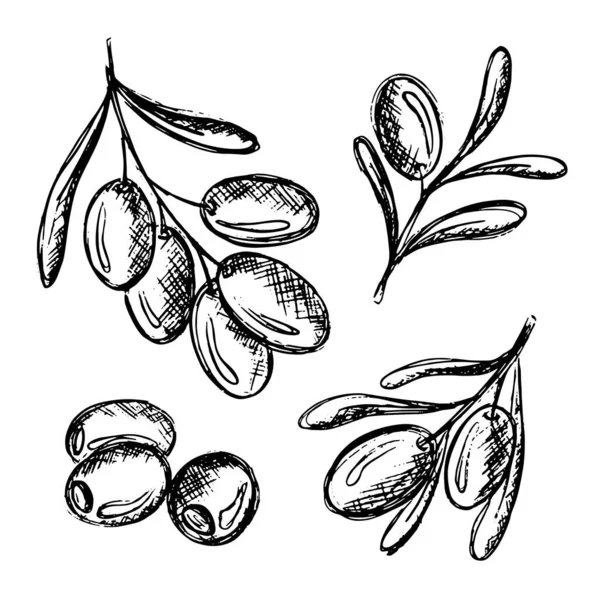 Olivenzweig Handgezeichnete Blumen Oder Blätter Mittelmeerflora Landwirtschaftliche Pflanzen Laubskizzenkunst Griechische — Stockvektor