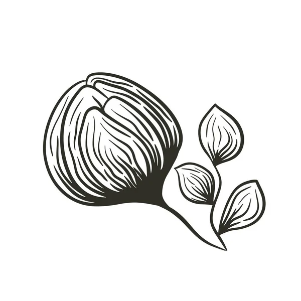 Ručně Kreslená Černá Pivoňková Hlava Růžový Květ Květinový Vektor Ilustrace — Stockový vektor