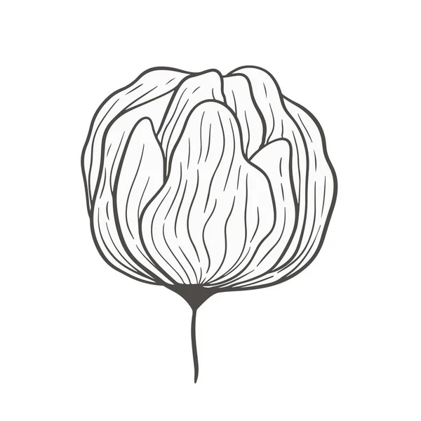 Handgezeichneter Schwarzer Pfingstrosenkopf Rosenblume Florale Vektorillustration Line Art Element Für — Stockvektor