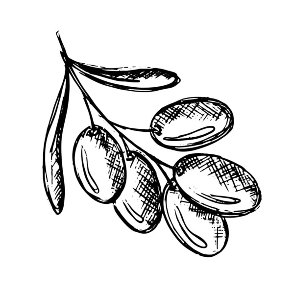 Черный Рисунок Оливковая Ветвь Листьями Фруктами Изолированы Белом Фоне Вектор — стоковый вектор