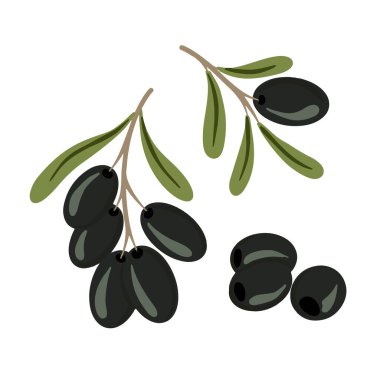 Vektör el beyaz arka planda siyah olgun zeytin çizdi. Vektör illüstrasyonu