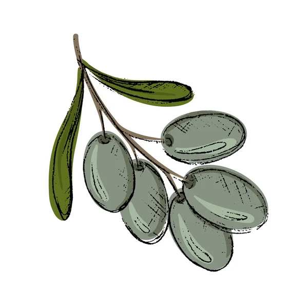Картонові Зелені Оливки Оливкове Дерево Листям Італійська Кухня Смачний Смак — стоковий вектор