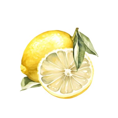 Beyaz arka plan üzerinde el çizilmiş suluboya boyama limon. Vektör çizimi