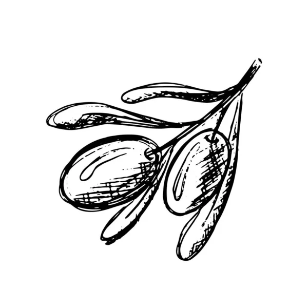 Черный Рисунок Оливковая Ветвь Листьями Фруктами Изолированы Белом Фоне Вектор — стоковый вектор
