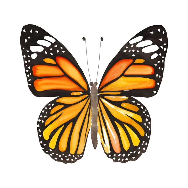 Бабочка Монарх Ручной Рисунок Вектора Векторная Иллюстрация — стоковый вектор