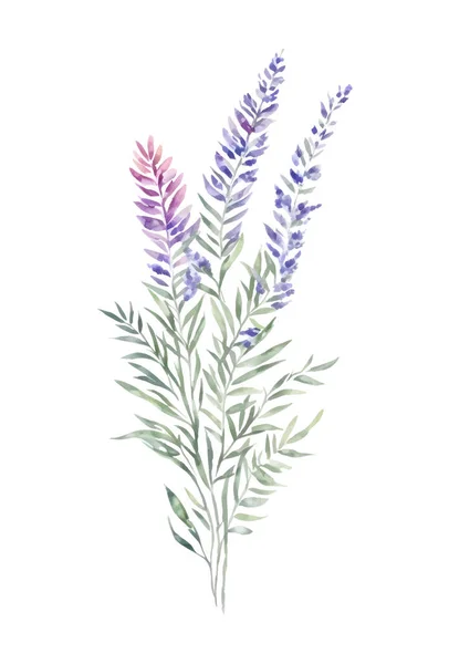 Bouquet Été Aquarelle Branches Vertes Lavande Fleurs Sauvages Illustration Botanique — Image vectorielle