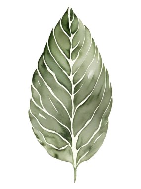 Beyaz üzerine izole edilmiş suluboya tropikal yaprak. Egzotik botanik boyama vektörü. Vektör illüstrasyonu