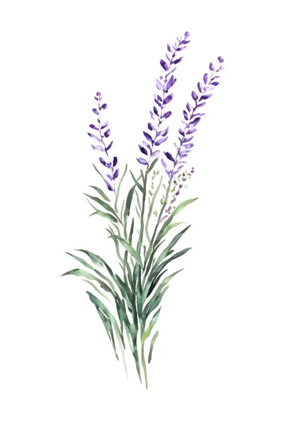 Kytice Jemné Divoké Květy Fialová Levandule Trávy Rostliny Akvarel Izolované — Stockový vektor