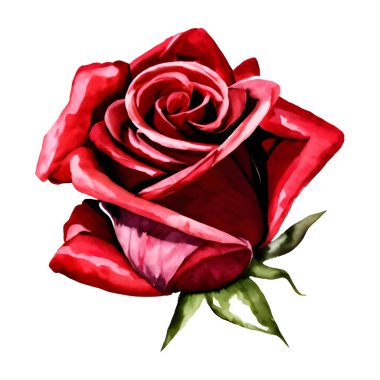 Kırmızı gül kafası beyaz arka plan vektöründe izole edilmiş. Vektör illüstrasyonu