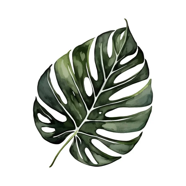 Aquarelle Vert Monstera Vecteur Feuilles Isolé Sur Fond Blanc Illustration — Image vectorielle