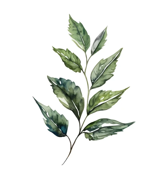 Branche Feuilles Arbre Vert Illustration Vectorielle Aquarelle Isolée Sur Blanc — Image vectorielle