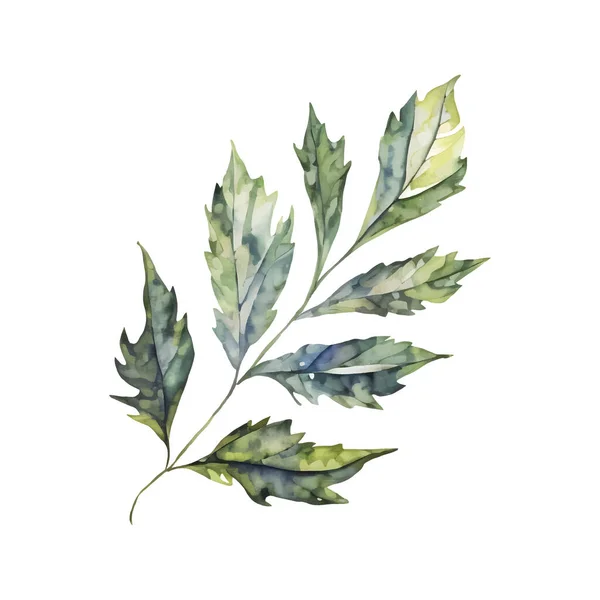 Ilustração Botânica Aquarela Folhas Verdes Árvore Ramo Detalhado Clipart Isolado — Vetor de Stock