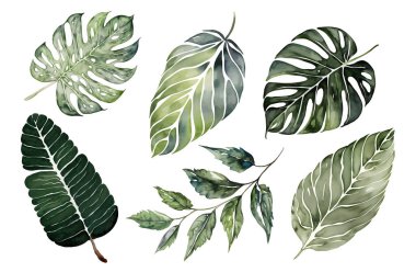 Beyaz arka planda bir dizi suluboya tropik yaprak. Yeşil egzotik palmiye yaprakları, canavar, muz yaprakları. Orman botanik suluboya çizimleri, çiçek elementleri. Vektör illüstrasyonu