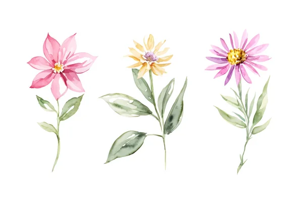 Set Rose Jaune Prairie Sauvage Fleurs Aquarelle Peinture Isolée Sur — Image vectorielle