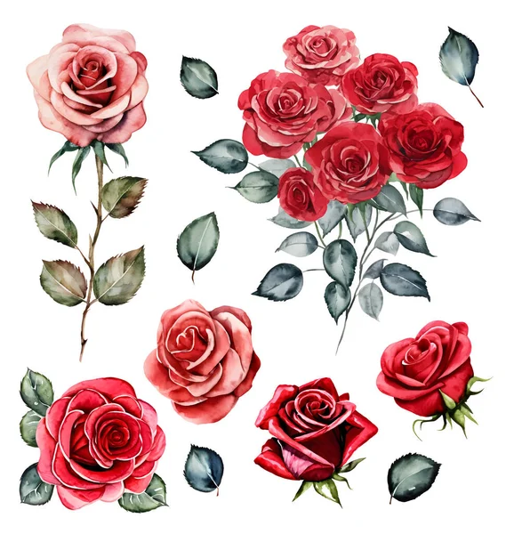 Ilustración Botánica Rosas Rojas Con Hojas Set Elementos Acuarela Dibujados — Archivo Imágenes Vectoriales