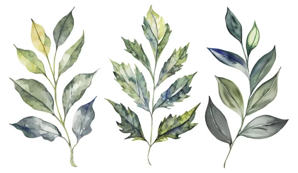 Sada Botanické Akvarel Zelené Listy Větev Strom Detailní Izolované Kliparty — Stockový vektor