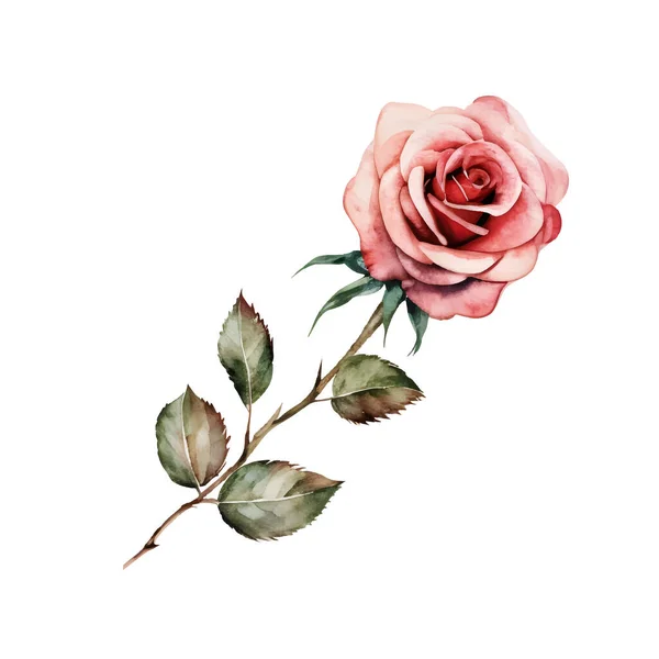 一朵粉红色的玫瑰 水彩画在白色的背景上隔离开来 婚纱或贺卡的精美构图 矢量说明 — 图库矢量图片