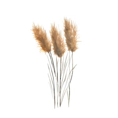 Kurumuş çiçekli suluboya buketi, bej kabarık kamış, beyaza izole edilmiş çimen. Vektör illüstrasyonu