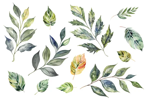 Akvarelové Listy Větve Sbírka Bílém Pozadí Přírodní Zelené Květinové Prvky — Stockový vektor