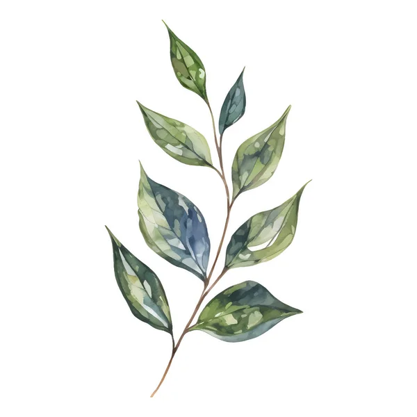 Aquarelle Botanique Verte Illustration Florale Isolée Sur Fond Blanc Dans — Image vectorielle